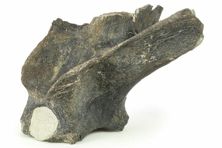 Hadrosaur (Hypacrosaurus) Dorsal Vertebral Arch - Montana #265973